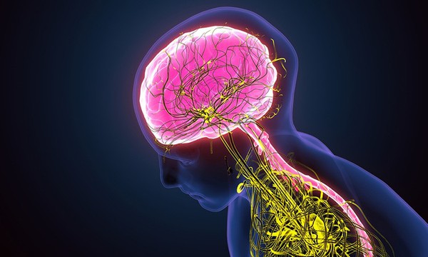 Pinealon Peptide works on the central nervous system Pinealon Peptide works on the central nervous system