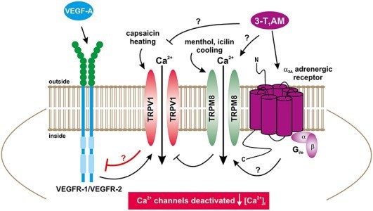 TRPM8 Receptors