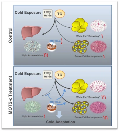 The-effect-of-MOTS-c-on-lipid-metabolism-upon-cold-exposure-MOTS-c-administration The-effect-of-MOTS-c-on-lipid-metabolism-upon-cold-exposure-MOTS-c-administration
