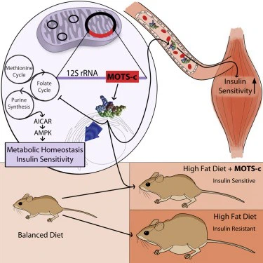 Protects against insulin resistance Protects against insulin resistance