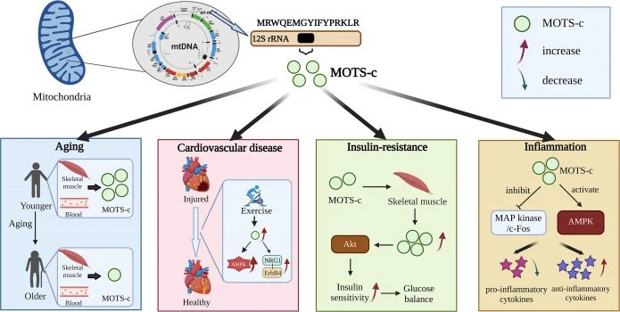 Regulates mitochondrial energy Regulates mitochondrial energy