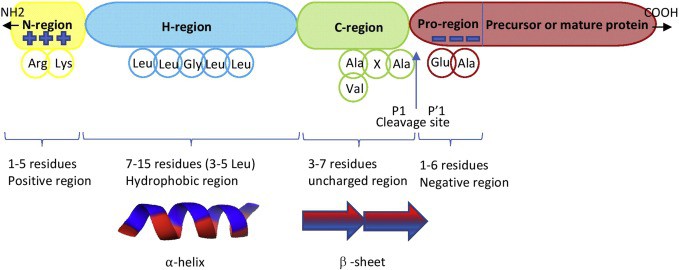 Signaling Peptide