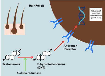 how-does-pyrilutamide-work how-does-pyrilutamide-work
