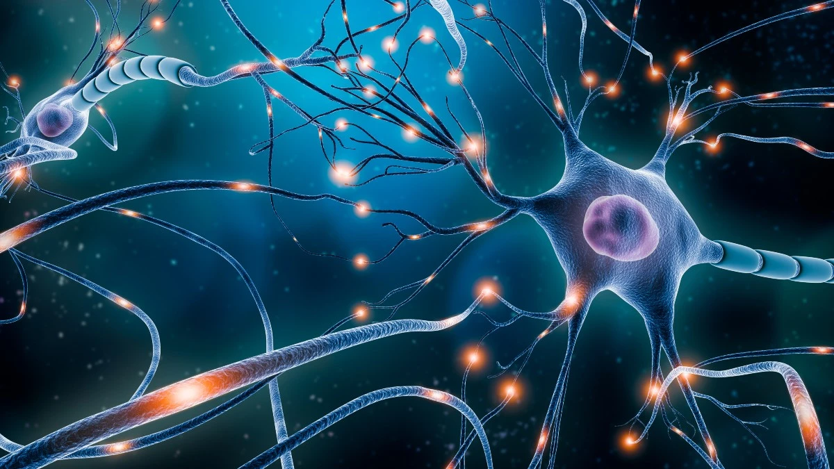Nerve Repair and Regeneration Nerve Repair and Regeneration
