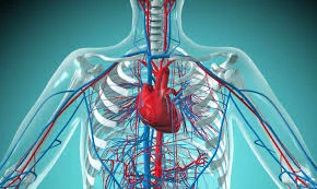 Cardiovascular Cardiovascular