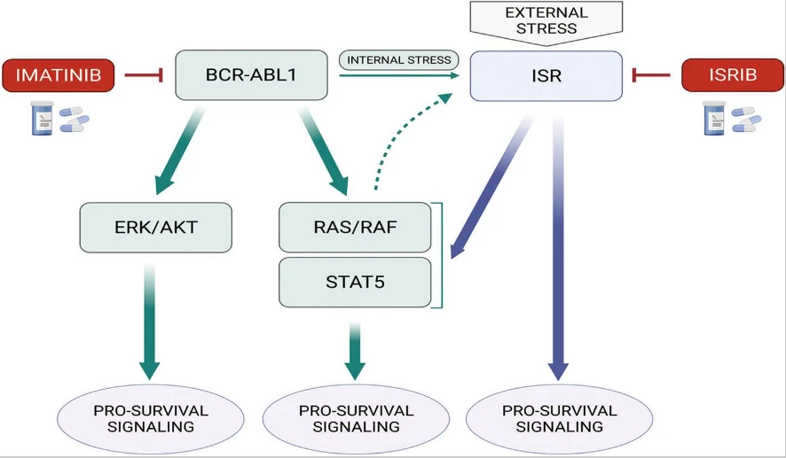 Scheme of the mechanisms targeted by imatinib and ISRIB combination Scheme of the mechanisms targeted by imatinib and ISRIB combination